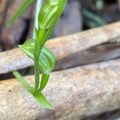 Bunochilus montanus (ACT) = Pterostylis jonesii (NSW) (Montane Leafy Greenhood) at Paddys River, ACT - 28 Jul 2024 by NedJohnston