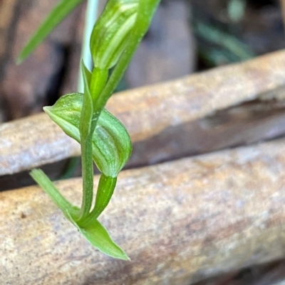 Bunochilus montanus (ACT) = Pterostylis jonesii (NSW) (Montane Leafy Greenhood) at Paddys River, ACT - 28 Jul 2024 by NedJohnston