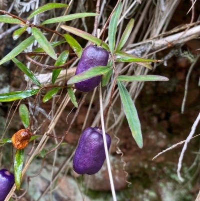 Billardiera macrantha (Mountain Appleberry) at Uriarra Village, ACT - 28 Jul 2024 by NedJohnston