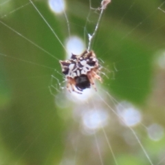 Gasteracantha sacerdotalis (Priestly Spiny Orb-weaver) at Bramston Beach, QLD - 12 Aug 2024 by lbradley