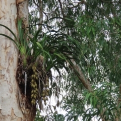 Cymbidium sp. (A Snake Orchid) at Bramston Beach, QLD - 12 Aug 2024 by lbradley