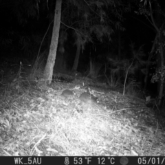 Potorous tridactylus (Long-nosed Potoroo) at Pappinbarra, NSW - 1 May 2022 by jonvanbeest