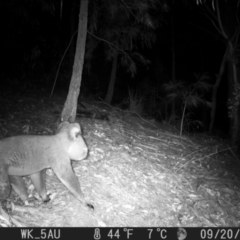 Phascolarctos cinereus (Koala) at Pappinbarra, NSW - 20 Sep 2021 by jonvanbeest