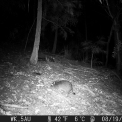 Potorous tridactylus (Long-nosed Potoroo) at Pappinbarra, NSW - 18 Aug 2021 by jonvanbeest