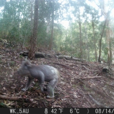 Phascolarctos cinereus (Koala) at Pappinbarra, NSW - 14 Aug 2021 by jonvanbeest