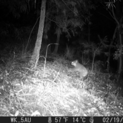 Phascolarctos cinereus (Koala) at Pappinbarra, NSW - 19 Feb 2022 by jonvanbeest