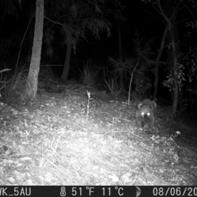 Phascolarctos cinereus (Koala) at Pappinbarra, NSW - 6 Aug 2022 by jonvanbeest