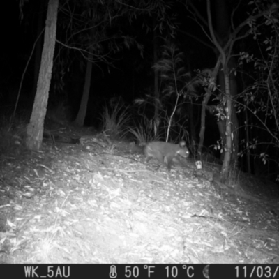 Phascolarctos cinereus (Koala) at Pappinbarra, NSW - 3 Nov 2023 by jonvanbeest