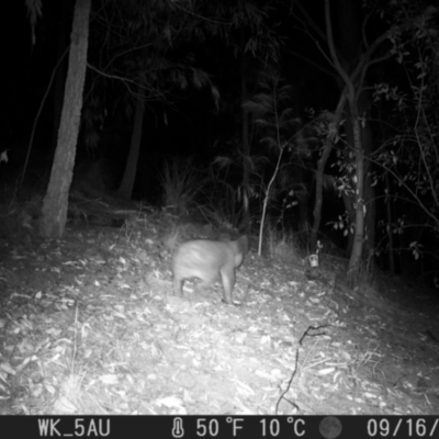 Phascolarctos cinereus (Koala) at Pappinbarra, NSW - 16 Sep 2023 by jonvanbeest