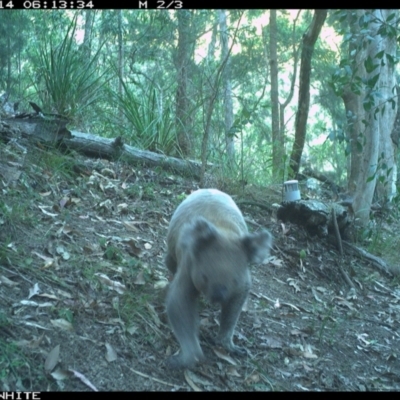 Phascolarctos cinereus (Koala) at Pappinbarra, NSW - 14 Dec 2022 by jonvanbeest