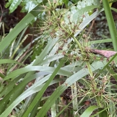 Lomandra hystrix at Wooroonooran, QLD - 12 Aug 2024 by lbradley