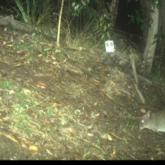 Potorous tridactylus (Long-nosed Potoroo) at Pappinbarra, NSW - 3 Dec 2022 by jonvanbeest