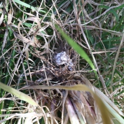 Unidentified Fungus at Lyons, ACT - 12 Aug 2024 by ran452