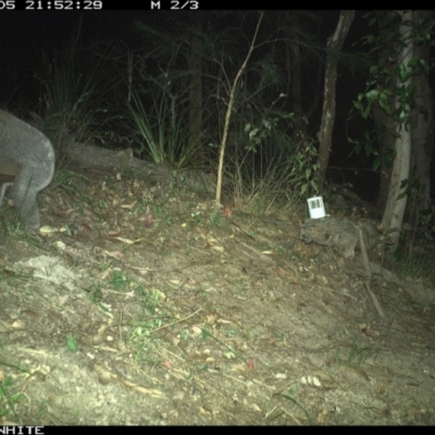 Phascolarctos cinereus (Koala) at Pappinbarra, NSW - 5 Dec 2022 by jonvanbeest