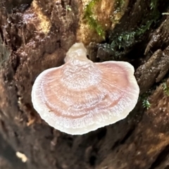 Unverified Underside smooth or wrinkled/roughened <Stereum etc> at Wooroonooran, QLD - 12 Aug 2024 by lbradley