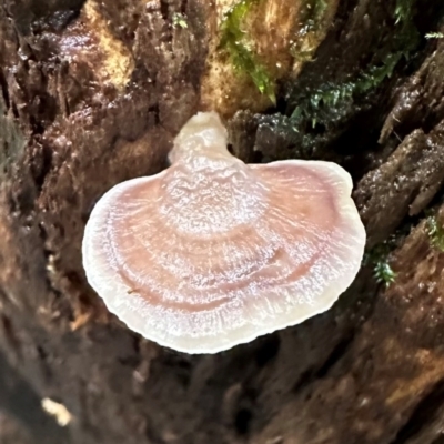 Unidentified Underside smooth or wrinkled/roughened <Stereum etc> at Wooroonooran, QLD - 12 Aug 2024 by lbradley