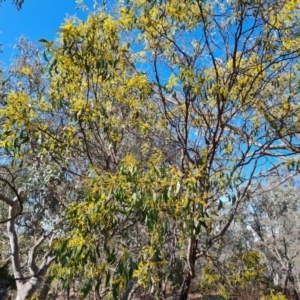 Acacia pycnantha at Symonston, ACT - 12 Aug 2024 02:31 PM