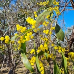 Acacia pycnantha at Symonston, ACT - 12 Aug 2024 02:31 PM