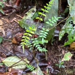 Pandorea pandorana (Wonga Wonga Vine) at Wooroonooran, QLD - 12 Aug 2024 by lbradley