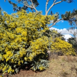 Acacia baileyana at Symonston, ACT - 12 Aug 2024