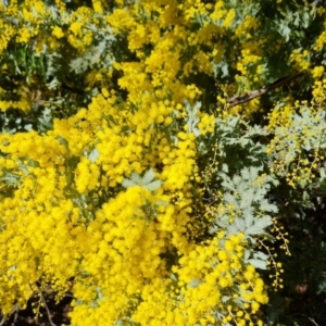 Acacia baileyana at Symonston, ACT - 12 Aug 2024