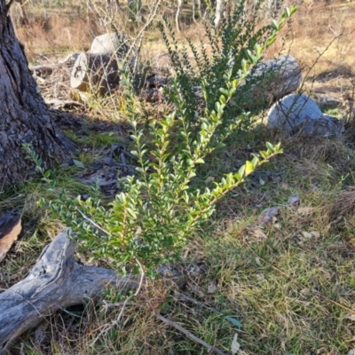 Ligustrum sinense (Narrow-leaf Privet, Chinese Privet) at Symonston, ACT - 12 Aug 2024 by Mike