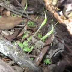 Diplodium nanum (ACT) = Pterostylis nana (NSW) (Dwarf Greenhood, Dwarf Snail Orchid) at Grenfell, NSW - 3 Aug 2024 by Christine