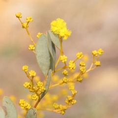 Acacia buxifolia subsp. buxifolia (Box-leaf Wattle) at Jerrawa, NSW - 9 Aug 2024 by ConBoekel