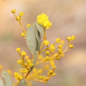 Acacia buxifolia subsp. buxifolia at Jerrawa, NSW - 9 Aug 2024