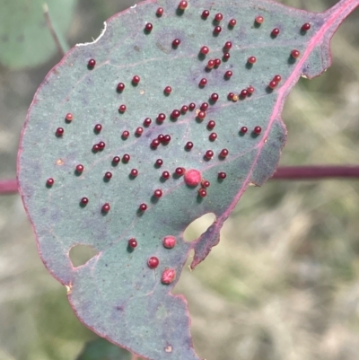 Eucalyptus insect gall at Bruce, ACT - 12 Aug 2024 by JVR