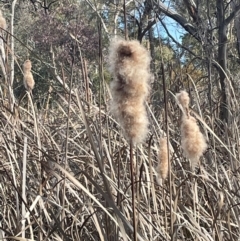 Typha sp. (Cumbungi) at Bruce, ACT - 12 Aug 2024 by JVR