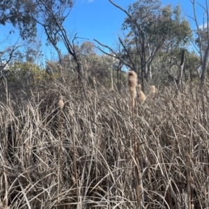 Typha sp. at Bruce, ACT - 12 Aug 2024