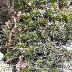 Campylopus introflexus - 1 Jan 1900 by JVR