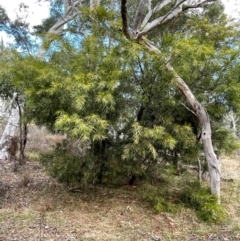 Acacia floribunda (White Sally Wattle, Gossamer Wattle) at Bruce, ACT - 12 Aug 2024 by JVR