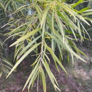 Acacia floribunda at Bruce, ACT - 12 Aug 2024 01:23 PM