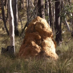 Coptotermes lacteus (Milk Termite) at Jerrawa, NSW - 9 Aug 2024 by ConBoekel