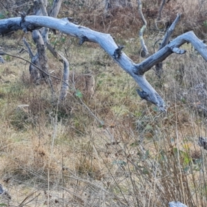 Oryctolagus cuniculus at Hume, ACT - 12 Aug 2024