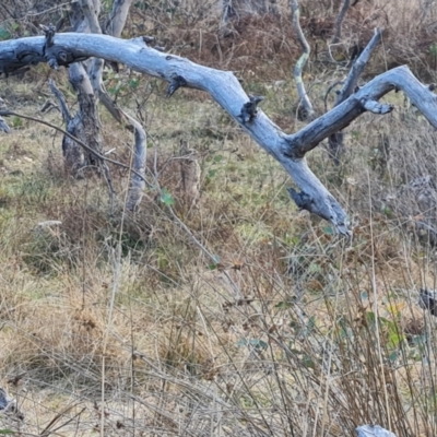 Oryctolagus cuniculus (European Rabbit) at Hume, ACT - 12 Aug 2024 by Mike