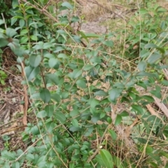 Ligustrum sinense (Narrow-leaf Privet, Chinese Privet) at Symonston, ACT - 12 Aug 2024 by Mike