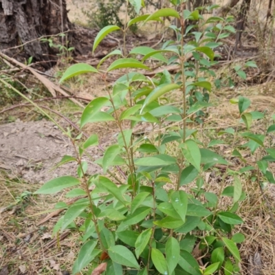 Ligustrum lucidum (Large-leaved Privet) at Symonston, ACT - 12 Aug 2024 by Mike