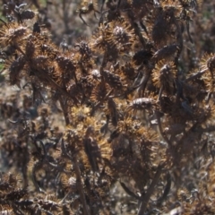 Xanthium spinosum (Bathurst Burr) at Whitlam, ACT - 11 Aug 2024 by pinnaCLE