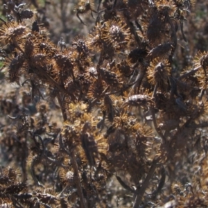 Xanthium spinosum at Whitlam, ACT - 11 Aug 2024 02:25 PM