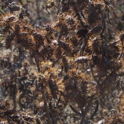 Xanthium spinosum (Bathurst Burr) at Whitlam, ACT - 11 Aug 2024 by pinnaCLE