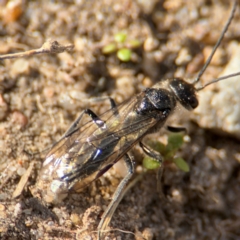 Apocrita (suborder) at Russell, ACT - 12 Aug 2024 by Hejor1