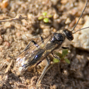 Apocrita (suborder) at Russell, ACT - 12 Aug 2024 02:01 PM