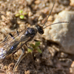 Apocrita (suborder) at Russell, ACT - 12 Aug 2024 02:01 PM