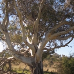 Eucalyptus blakelyi (Blakely's Red Gum) at Whitlam, ACT - 11 Aug 2024 by pinnaCLE