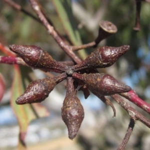 Eucalyptus blakelyi at Whitlam, ACT - 11 Aug 2024 02:04 PM