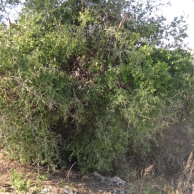 Lycium ferocissimum (African Boxthorn) at Whitlam, ACT - 11 Aug 2024 by pinnaCLE