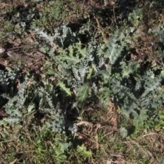 Onopordum acanthium (Scotch Thistle) at Whitlam, ACT - 11 Aug 2024 by pinnaCLE